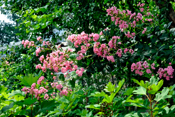 flowers by the Boardwalk